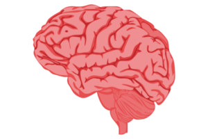 brain incon